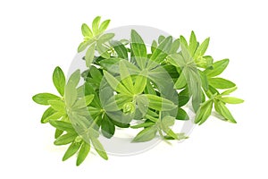 Sweet woodruff