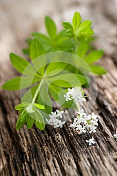 Sweet woodruff