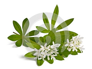 Sweet woodruff  flowers