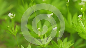 Sweet woodruff galium odoratum. Sweet woodruff, wild baby s breath in bloom. Close up.