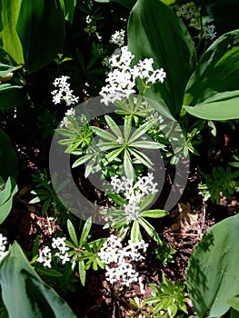 Sweet woodruff in a garden