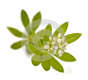 Sweet woodruff plant