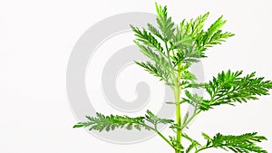 Sweet wormwood, medicinal herb of the Chinese traditional medicine