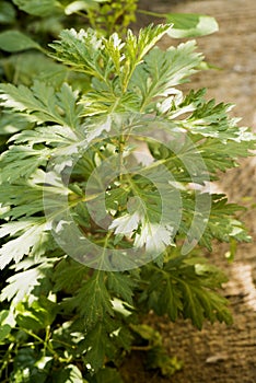 Sweet wormwood, sweet annie, sweet sagewort or annual wormwood, tree.