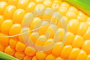 Sweet yellow corn cobs macro