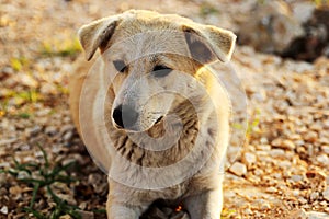 Sweet yellow dog resting