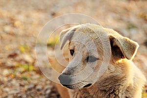 Sweet yellow dog resting