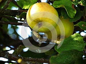 Sweet yellow garden apples