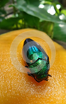 Sweet yellow ripen mango and a bright jewel beetles