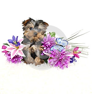 Sweet Yorkie Puppy