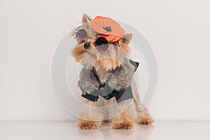 Sweet yorkie puppy with hat and sunglasses looking to side