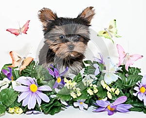 Yorkie Puppy With Butterflies