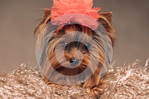 Sweet yorkshire terrier dog with red flower on head laying down