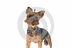 Sweet yorkshire terrier dog wearing a leash