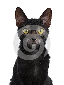 Sweet young adult Lykoi cat kitten, isolated on white background