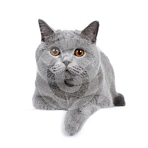 Sweet young adult solid blue British Shorthair cat isolated on white background