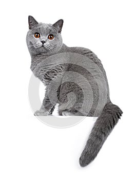 Sweet young adult solid blue British Shorthair cat isolated on white background