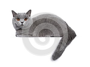 Sweet young adult solid blue British Shorthair cat isolated on white background