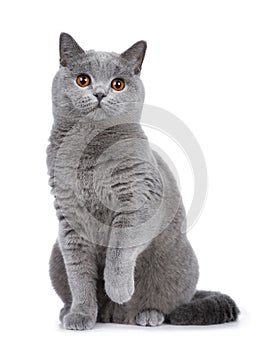 Sweet young adult solid blue British Shorthair cat isolated on white background