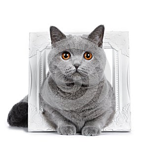 Sweet young adult solid blue British Shorthair cat isolated on white background