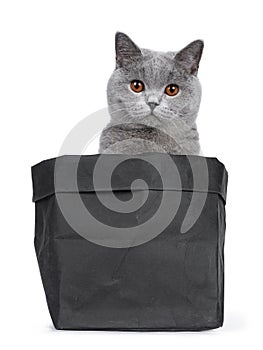 Sweet young adult solid blue British Shorthair cat isolated on white background