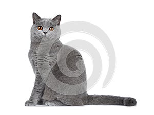 Sweet young adult solid blue British Shorthair cat isolated on white background