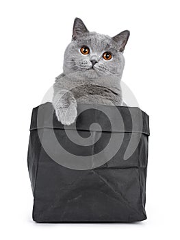 Sweet young adult solid blue British Shorthair cat isolated on white background