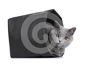 Sweet young adult solid blue British Shorthair cat isolated on white background