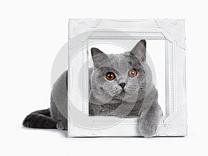 Sweet young adult solid blue British Shorthair cat isolated on white background