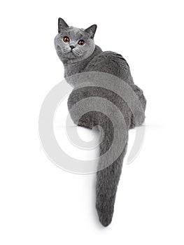 Sweet young adult solid blue British Shorthair cat isolated on white background