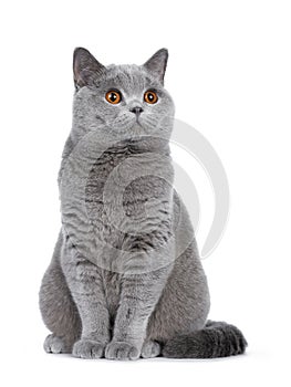 Sweet young adult solid blue British Shorthair cat isolated on white background