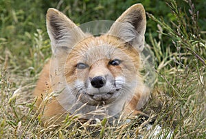 Sweet Young Fox Playing in the Grass