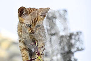 A sweet young kitty starring a fade flower