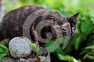 Sweet young norwegian forest cat kitten standing on stone