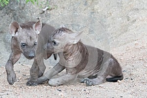 Sweet young spotted Hyena pups