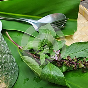 Sweetbasil vegetable