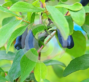 Sweetberry Honeysuckle