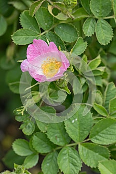 Eglantine Rosa rubiginosa, delicate pink flower photo