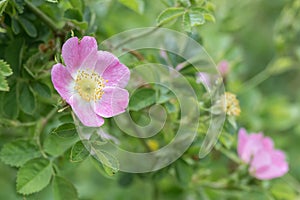 Eglantine Rosa rubiginosa, scented pink flower photo