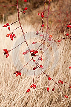 Sweetbriar Rose (Rosa rubiginosa) Hips