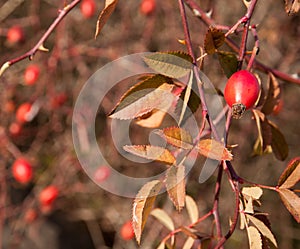 Sweetbriar Rose (Rosa rubiginosa) Hips