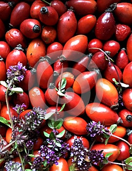 Sweetbrier, dog-rose texture,  background for designing a leaflet or advertising healthy eating