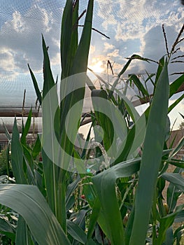 Sweetcorn field close up with sunlight