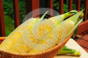 Sweetcorn on deck photo