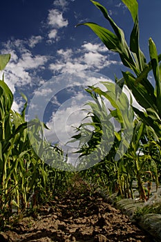 Sweetcorn Field