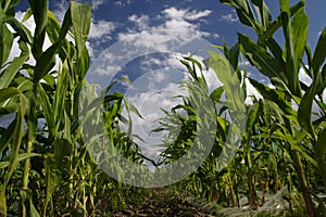 Sweetcorn Field