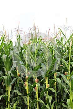 Sweetcorn Field