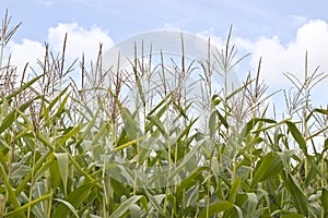 Sweetcorn field