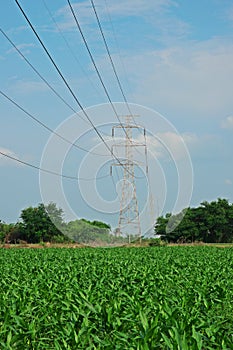 sweetcorn field