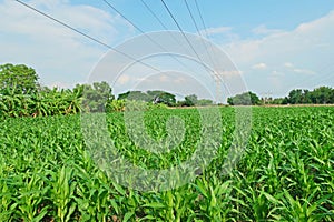 Sweetcorn field